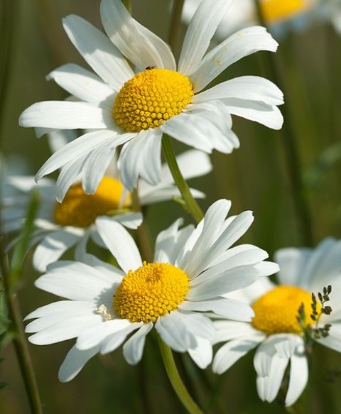 I brought you&nbsp;daises..